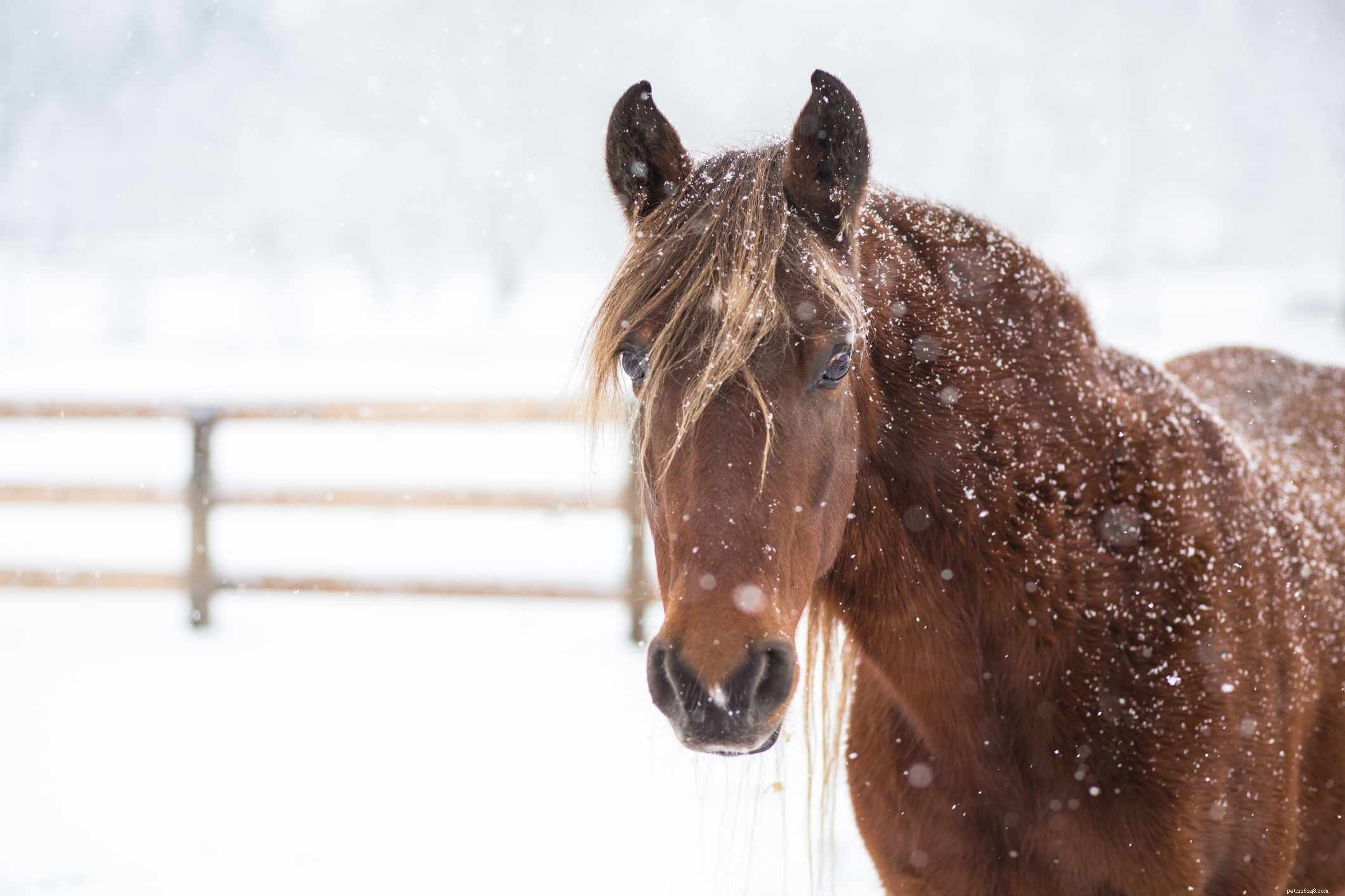 Rocky Mountain Horse: A Thorough Breed Profile & Rider’s Guide