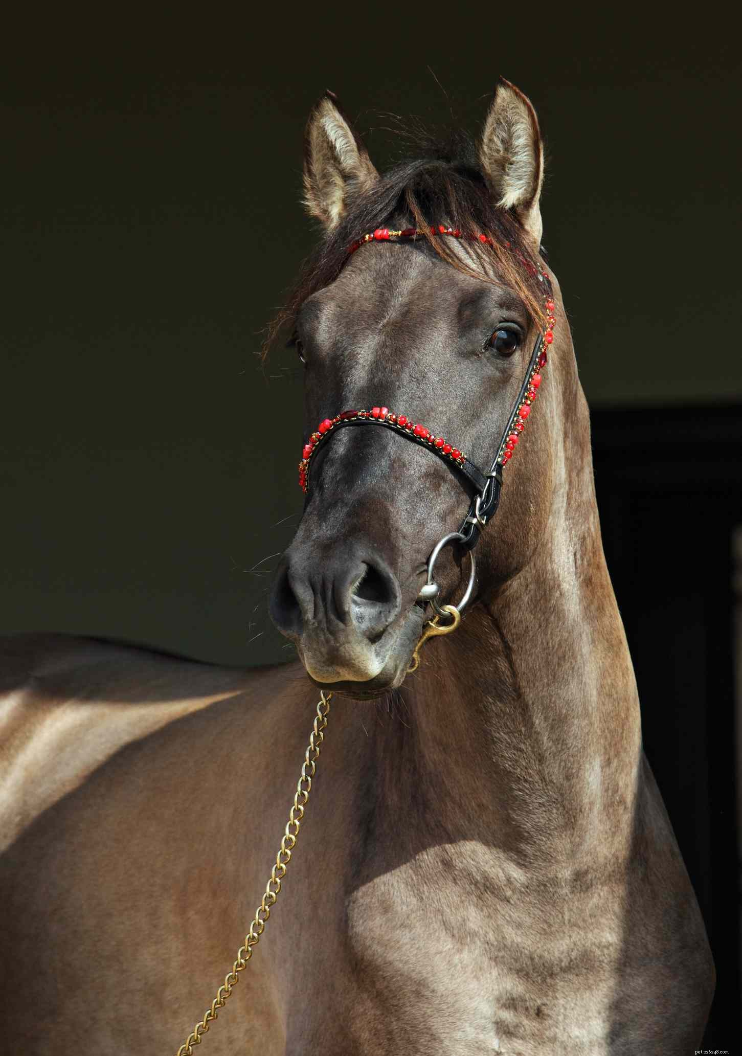 Rocky Mountain Horse: A Thorough Breed Profile & Rider’s Guide