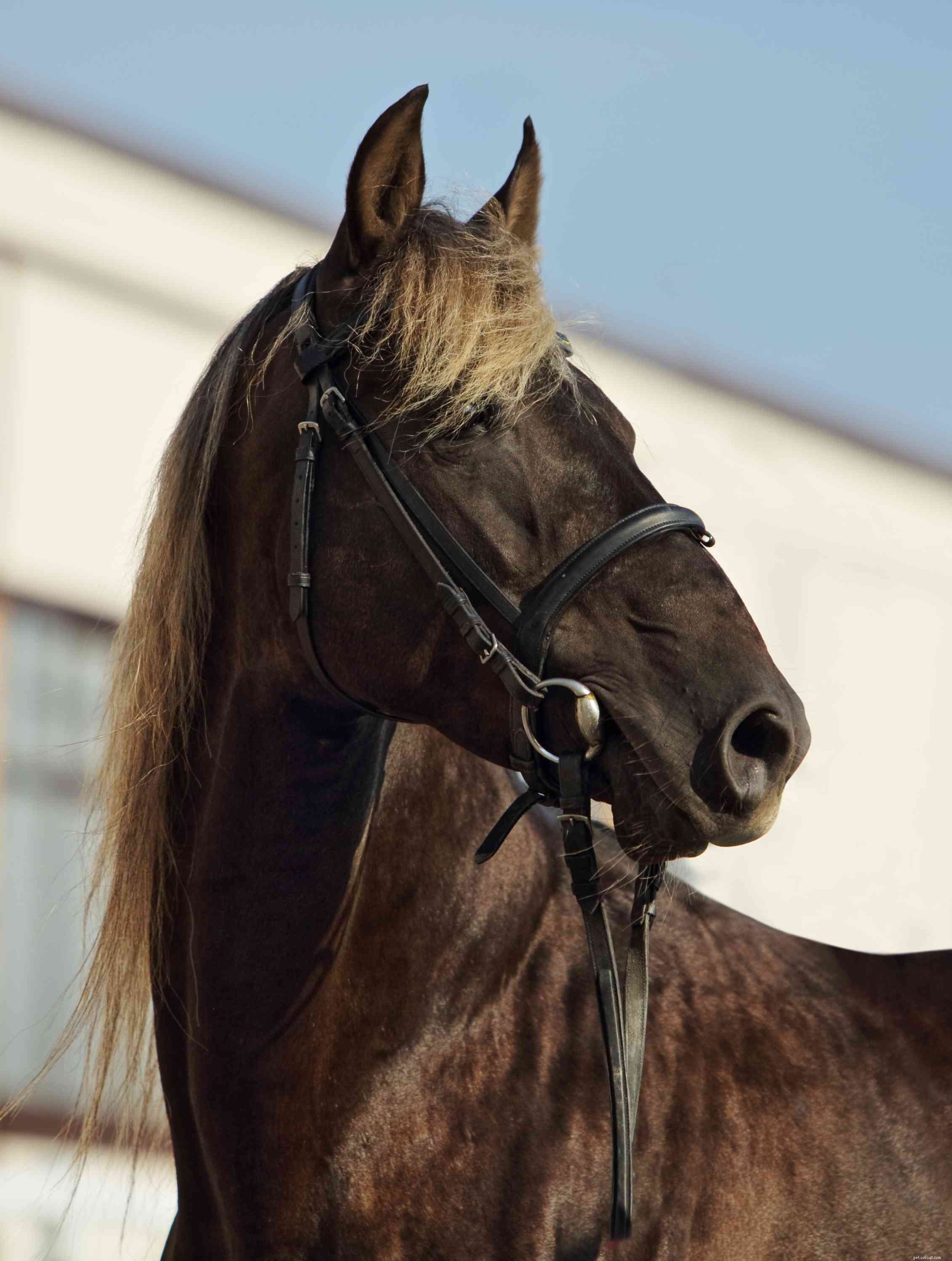 Rocky Mountain Horse: A Thorough Breed Profile & Rider’s Guide