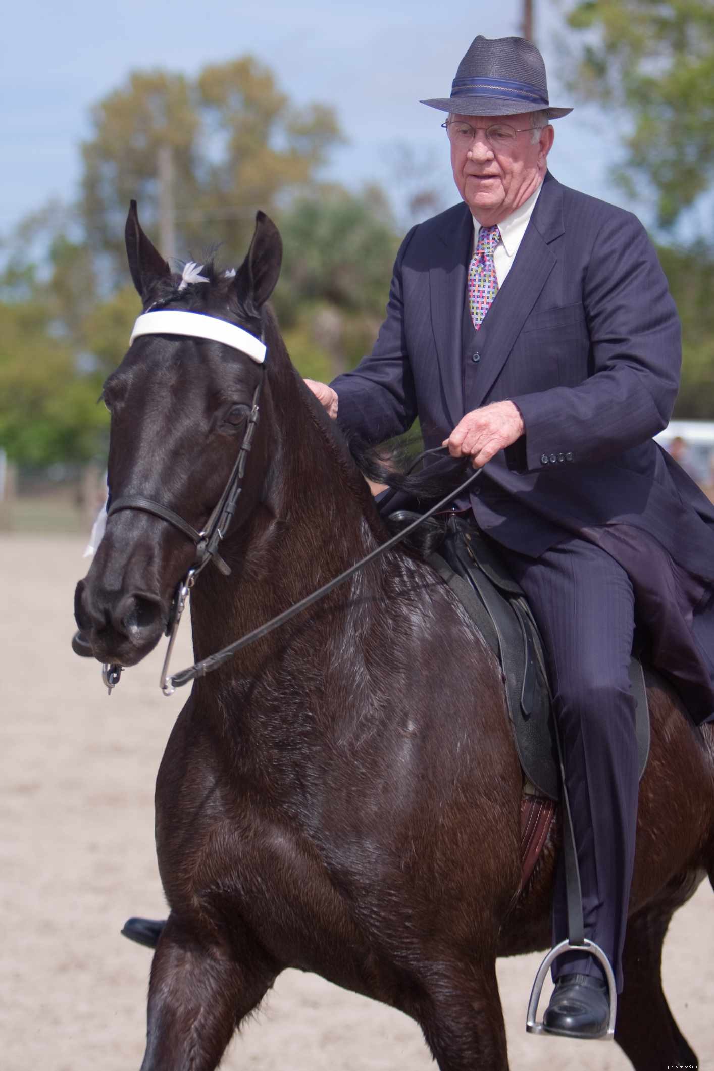 Tennessee Walking Horse: Expert Guide to History, Traits, and Care
