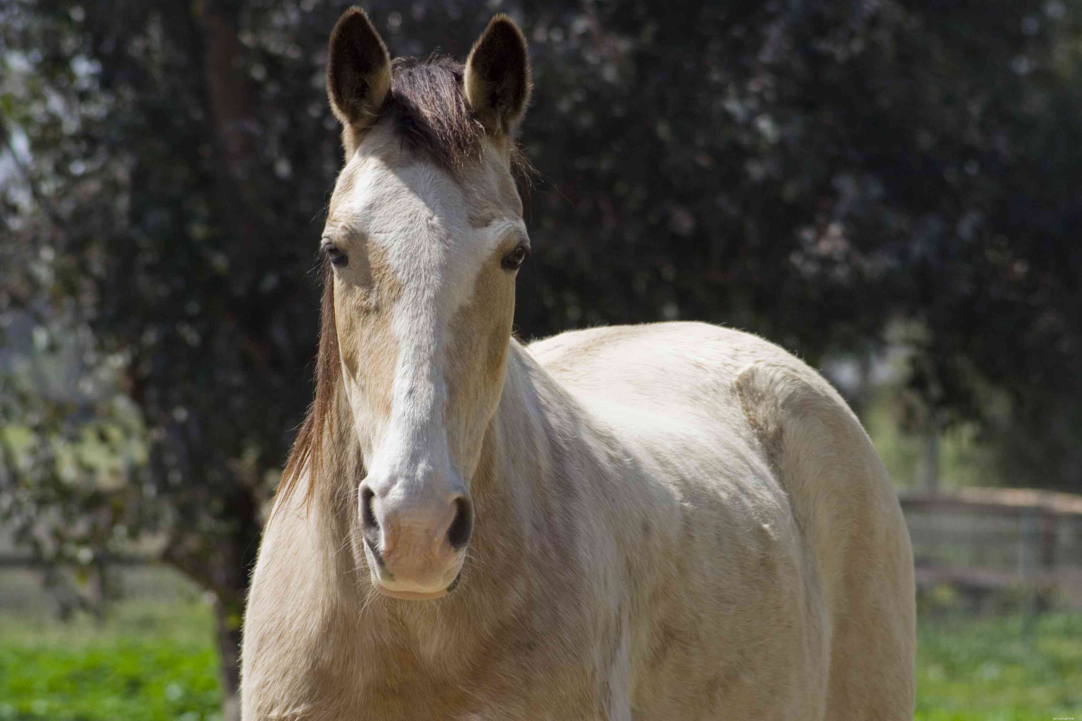 Tennessee Walking Horse: Expert Guide to History, Traits, and Care