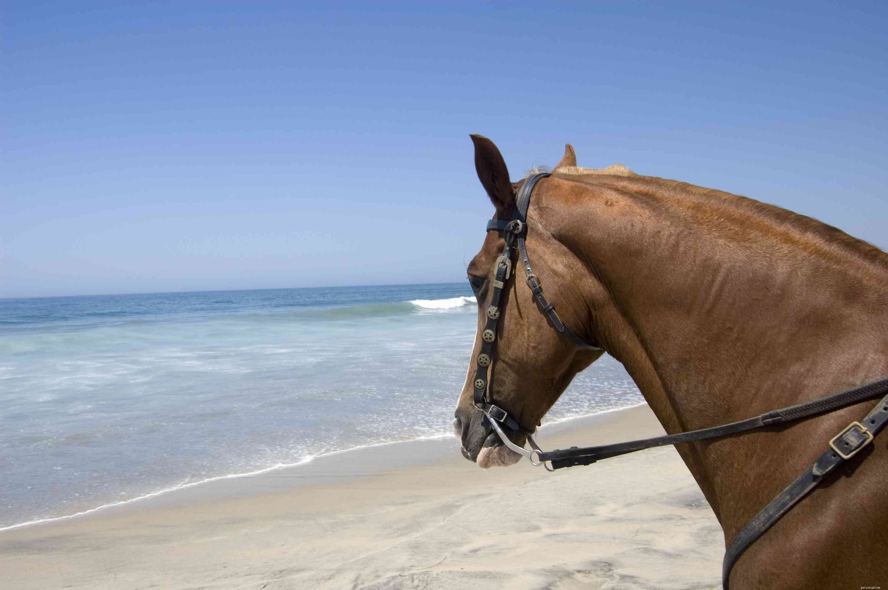 Tennessee Walking Horse: Expert Guide to History, Traits, and Care