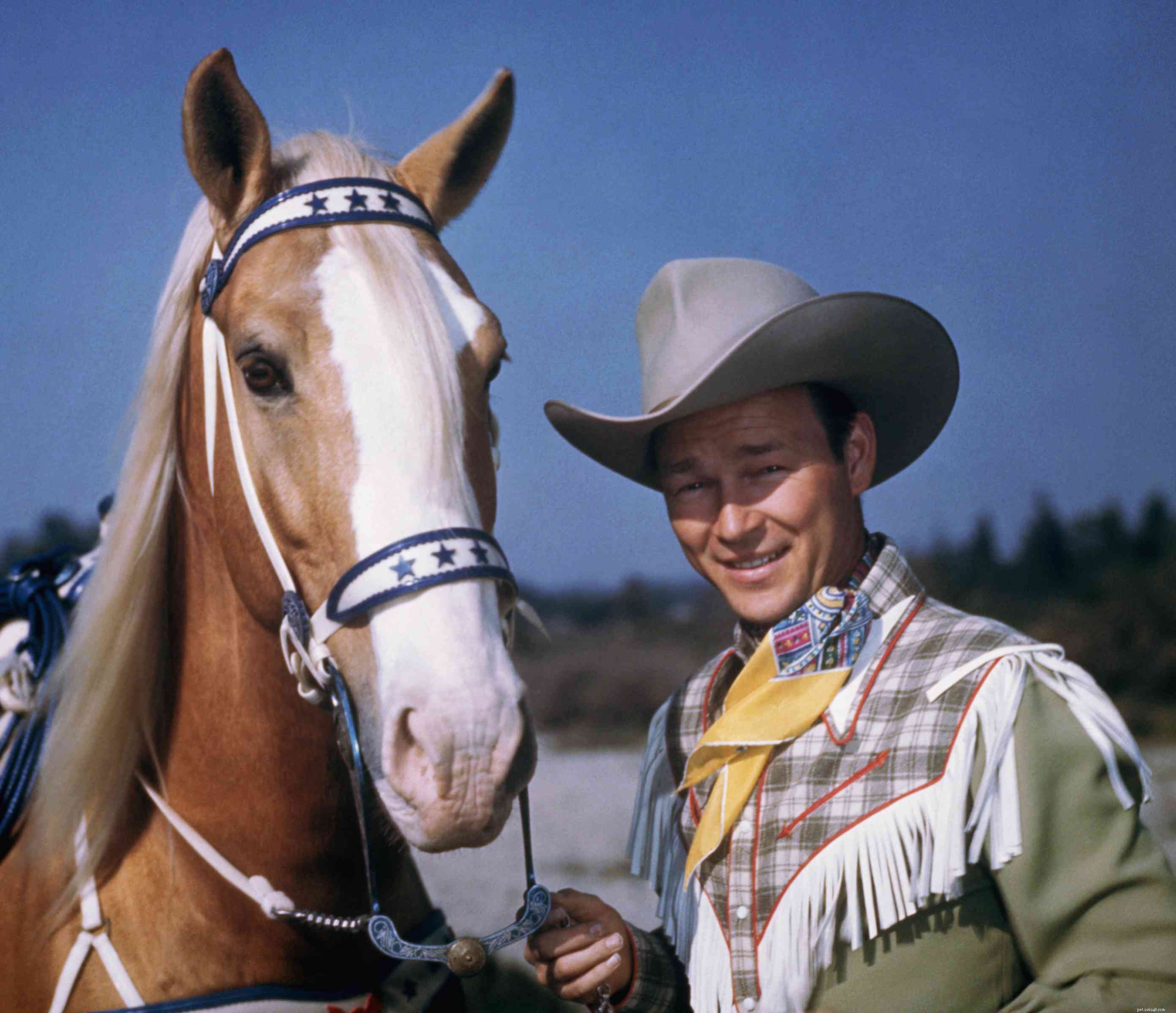 Tennessee Walking Horse: Expert Guide to History, Traits, and Care