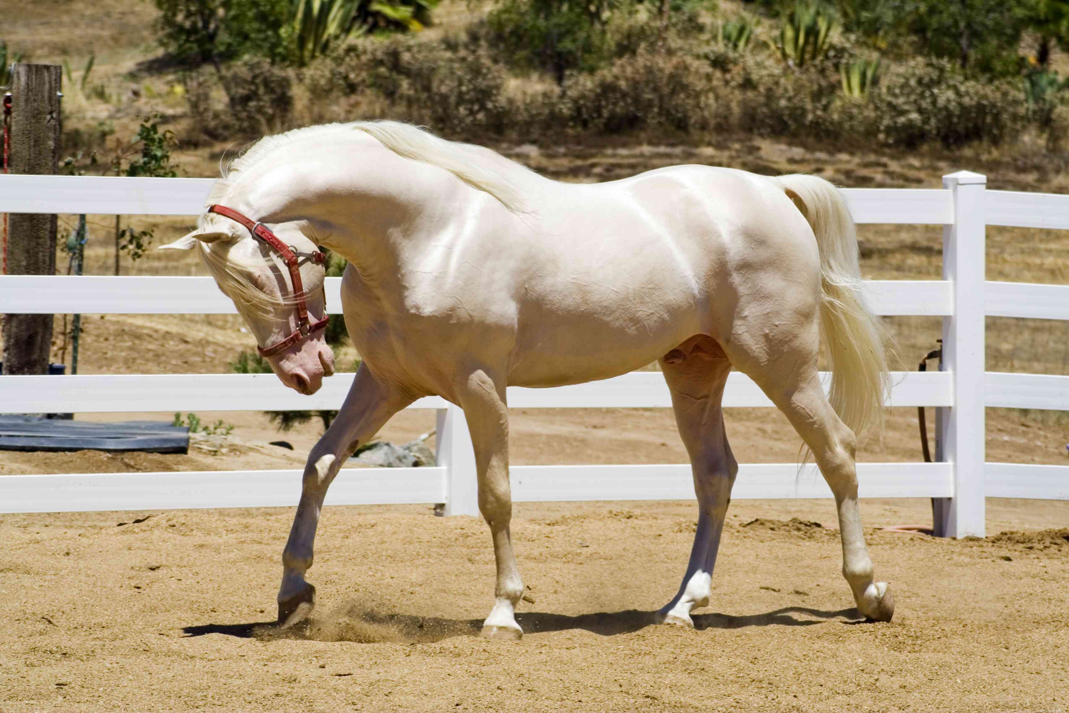 Tennessee Walking Horse: Expert Guide to History, Traits, and Care