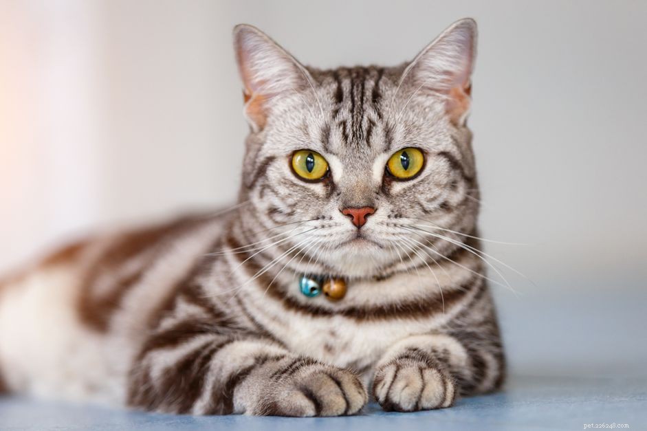 American Shorthair Cat Breed: Traits, Care, and Family‑Friendly Companion