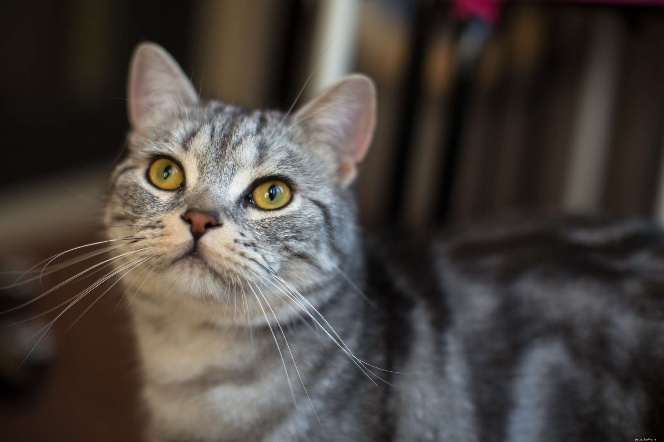 American Shorthair Cat Breed: Traits, Care, and Family‑Friendly Companion