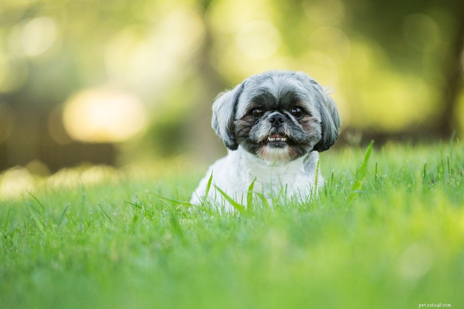 Understanding Zinc Poisoning in Dogs: Symptoms, Causes, and Prevention