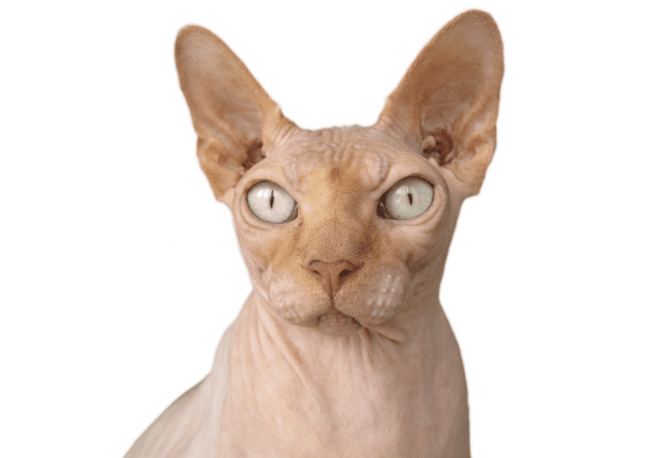 Donskoy Cat Breed Profile: Characteristics, Care, and Adoption Guide
