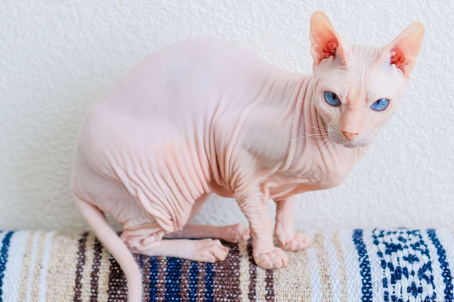Donskoy Cat Breed Profile: Characteristics, Care, and Adoption Guide