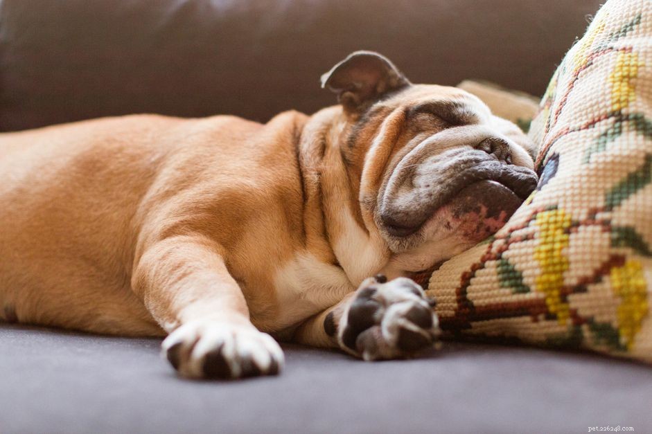 Understanding Dog Lymphedema: Causes, Symptoms, and Care
