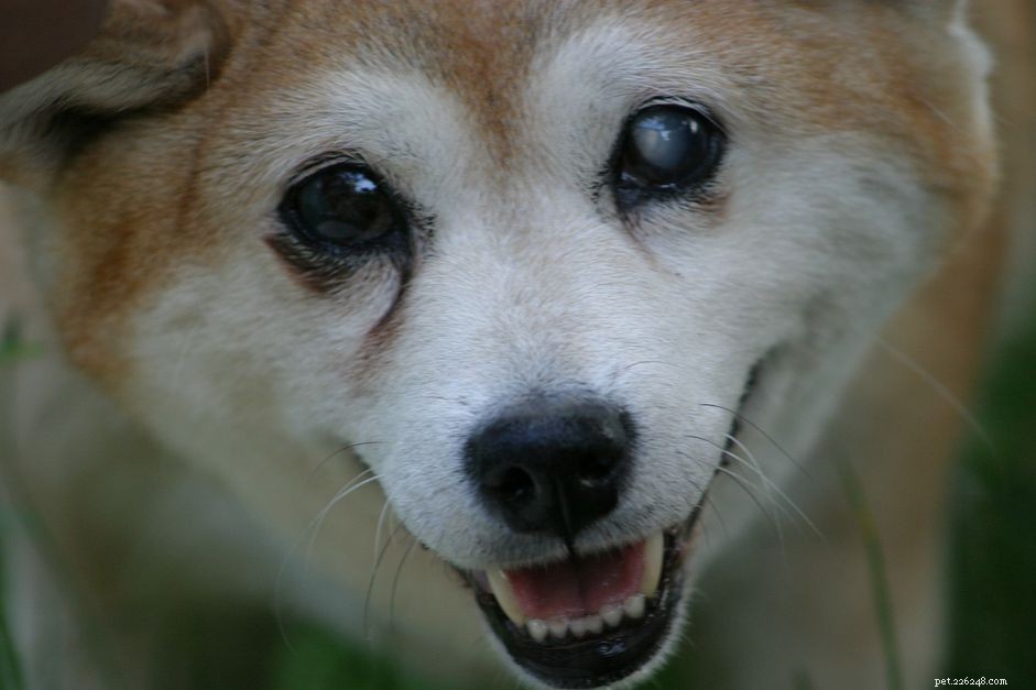Comprehensive Guide to Caring for a Blind Dog