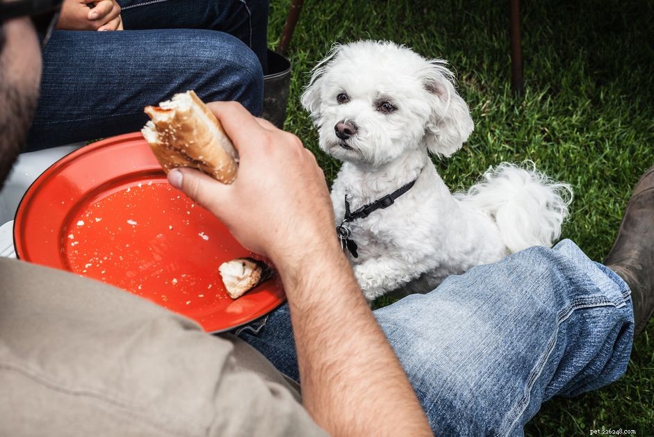 Are Hot Dogs Safe for Dogs? What You Need to Know