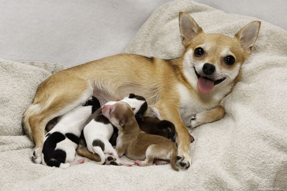 Eclampsia in Dogs: Causes, Symptoms, and Life‑Saving Care