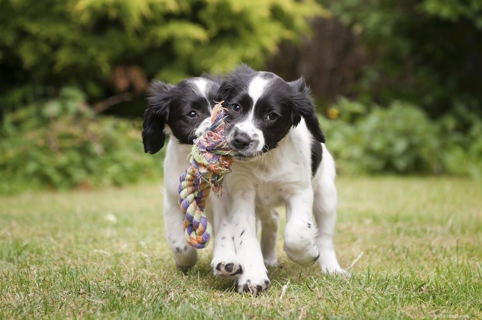 Stop Your Puppies from Fighting: Simple Strategies for Peaceful Play