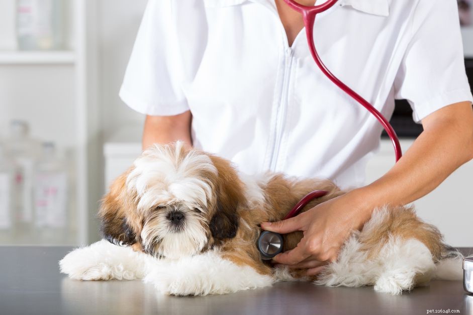Renal Dysplasia in Dogs: Causes, Symptoms, and Treatment Options