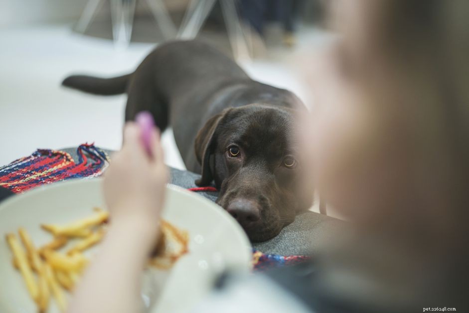 Are Potatoes Safe for Dogs? Nutrition, Risks, and Serving Tips