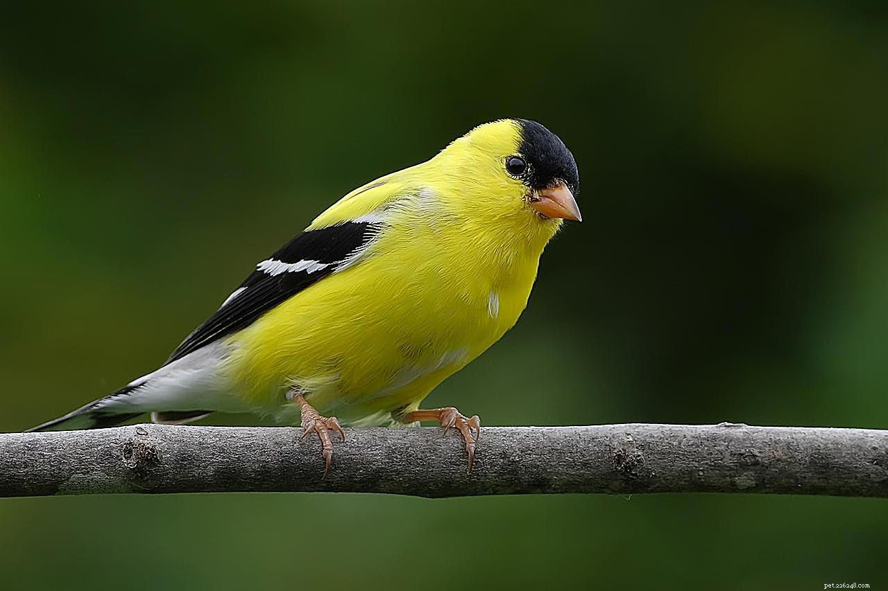 Discover Amazing Facts About Finches: The Tiny Bird You’ll Love