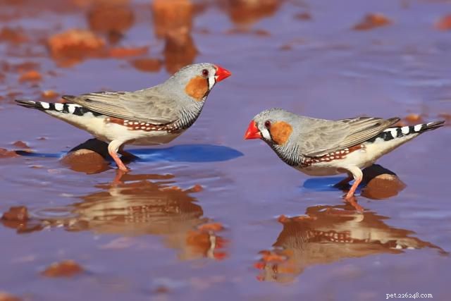 Discover Amazing Facts About Finches: The Tiny Bird You’ll Love