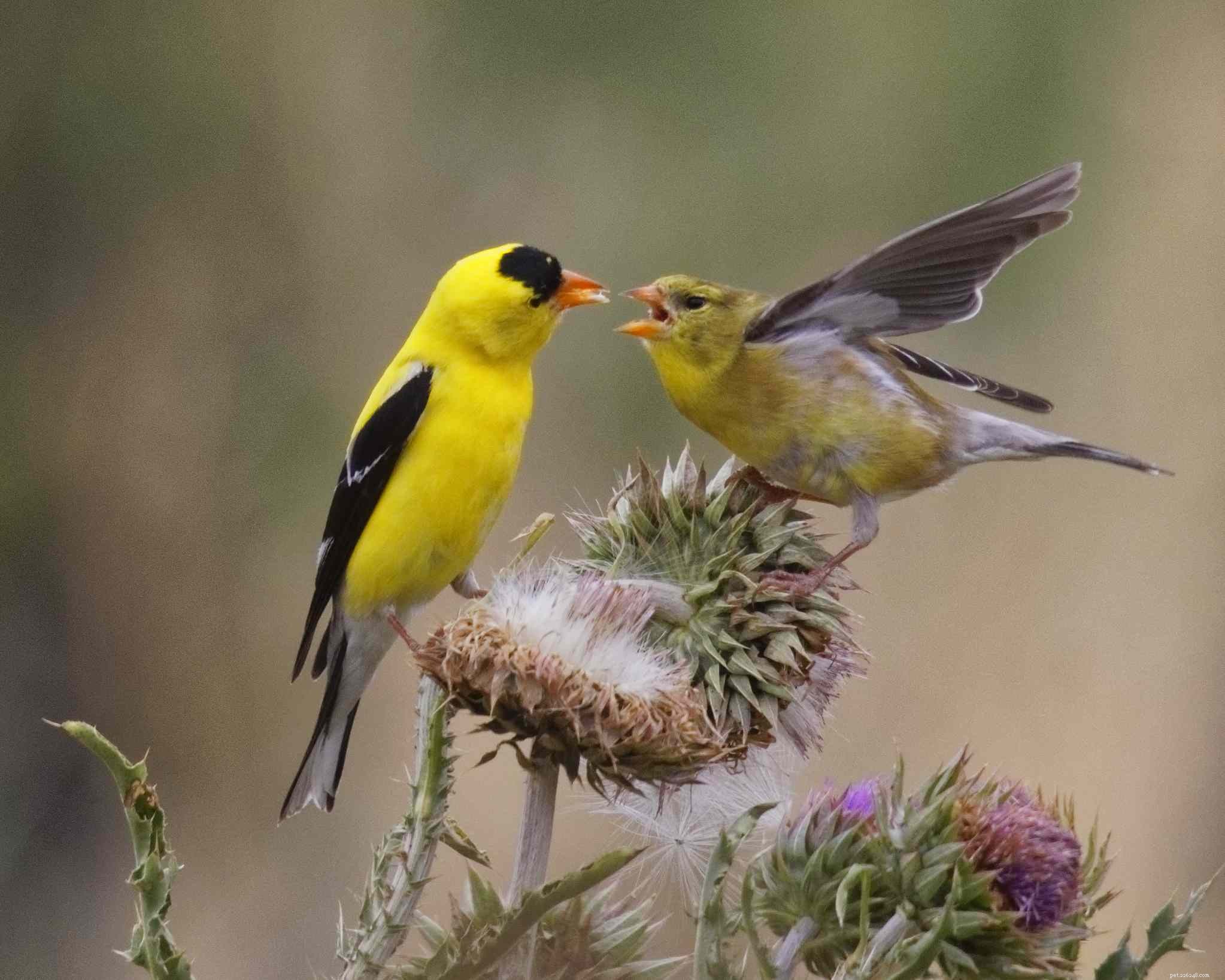 Discover Amazing Facts About Finches: The Tiny Bird You’ll Love
