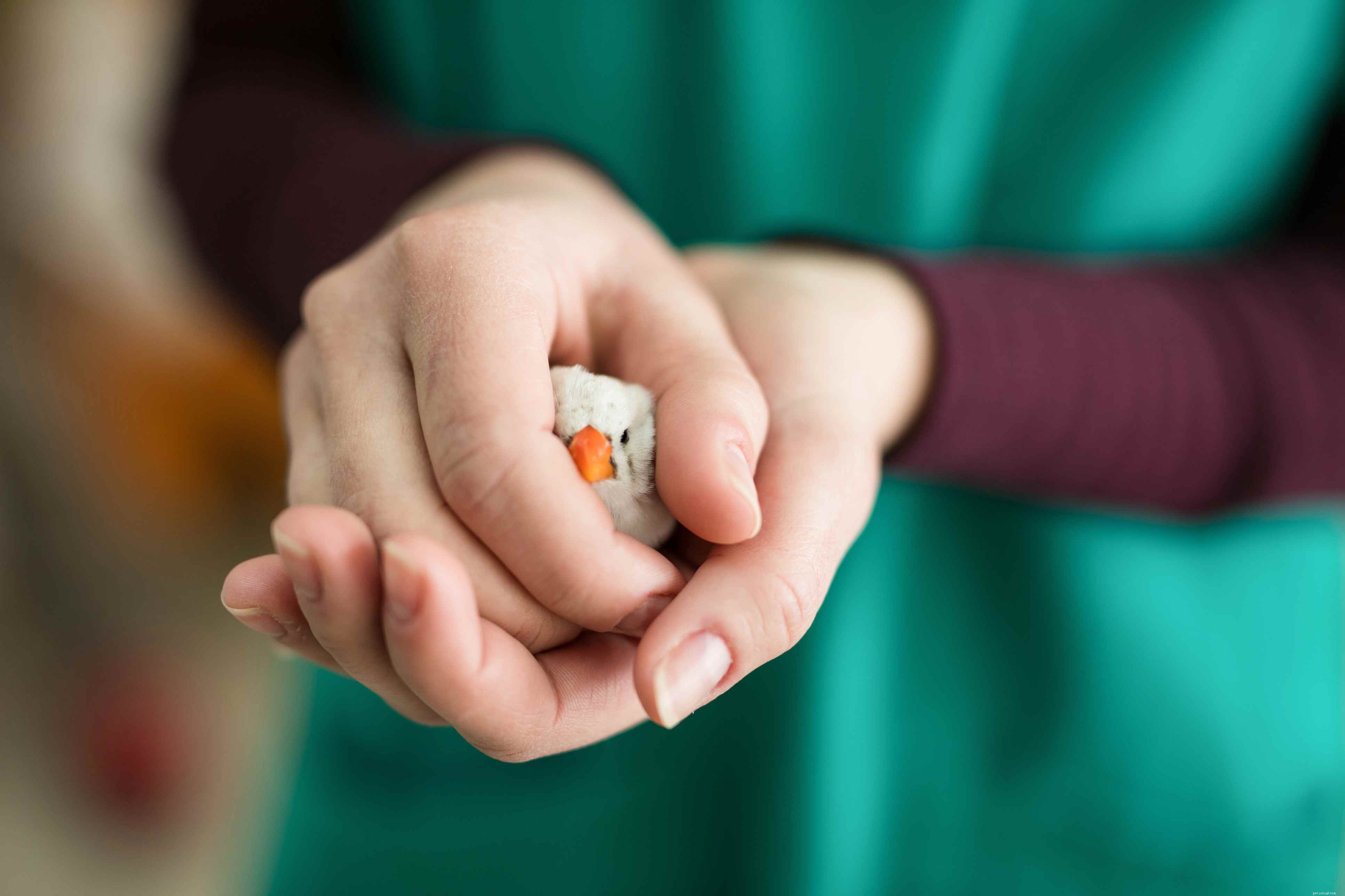 Discover Amazing Facts About Finches: The Tiny Bird You’ll Love