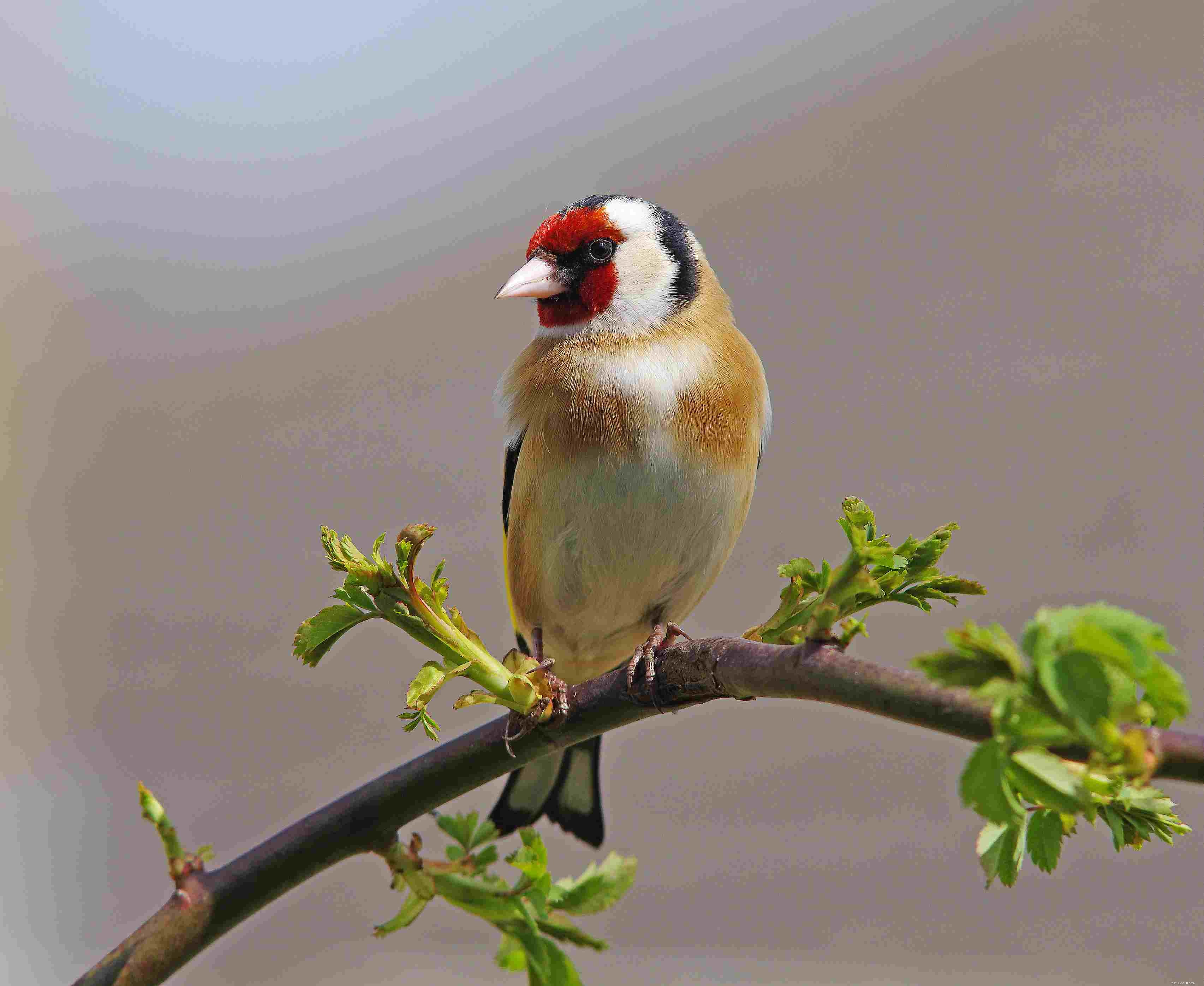 Discover Amazing Facts About Finches: The Tiny Bird You’ll Love