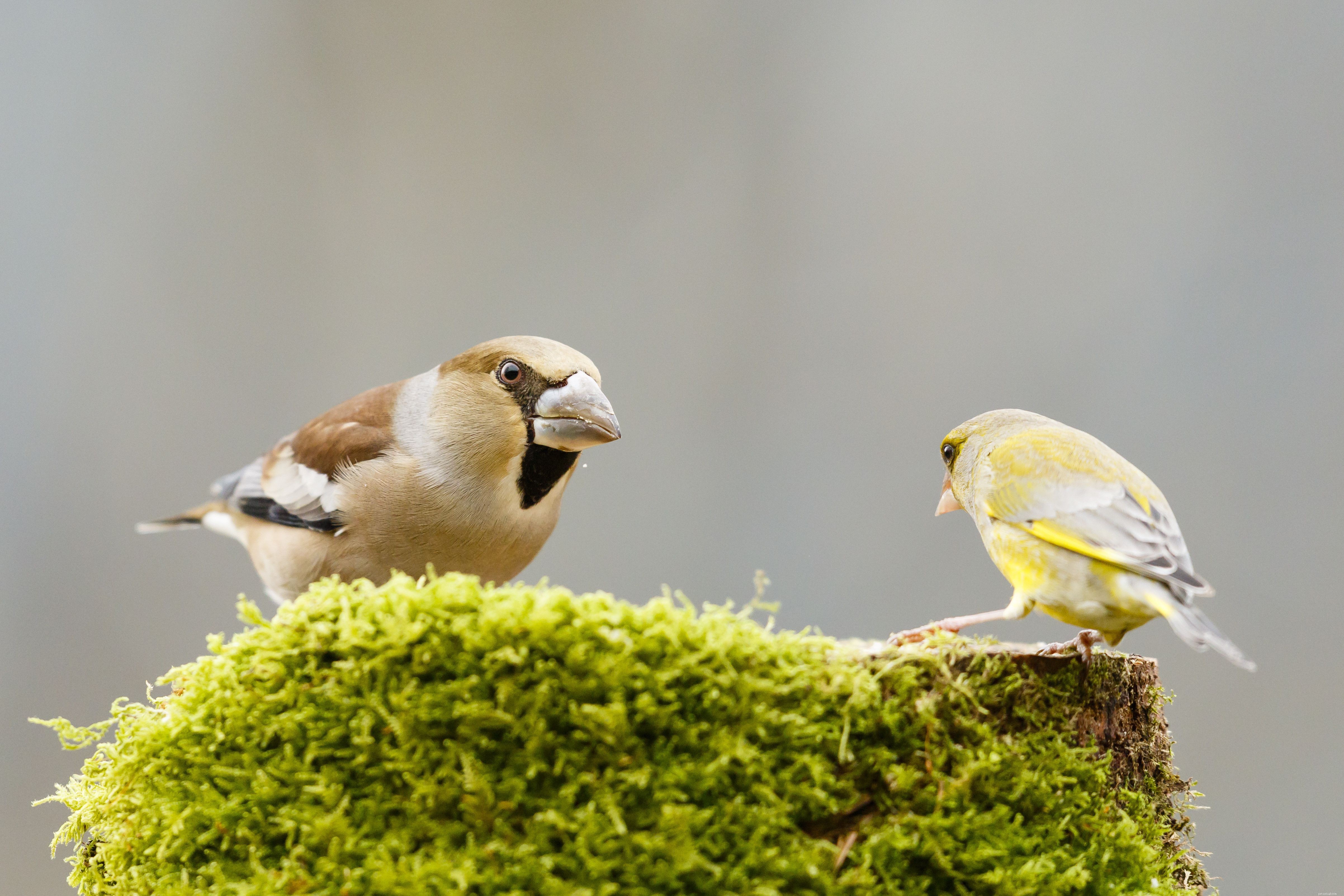 Discover Amazing Facts About Finches: The Tiny Bird You’ll Love