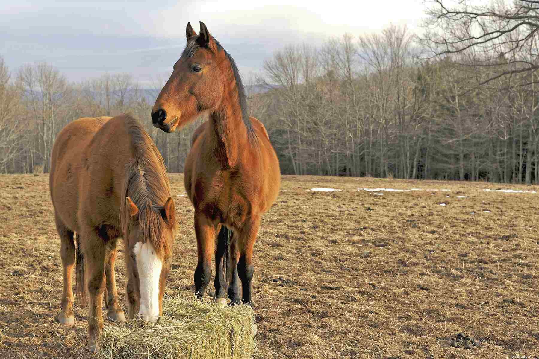 10 Horse Feeding Mistakes You Must Avoid