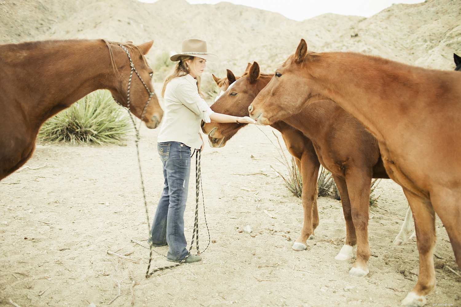 10 Horse Feeding Mistakes You Must Avoid