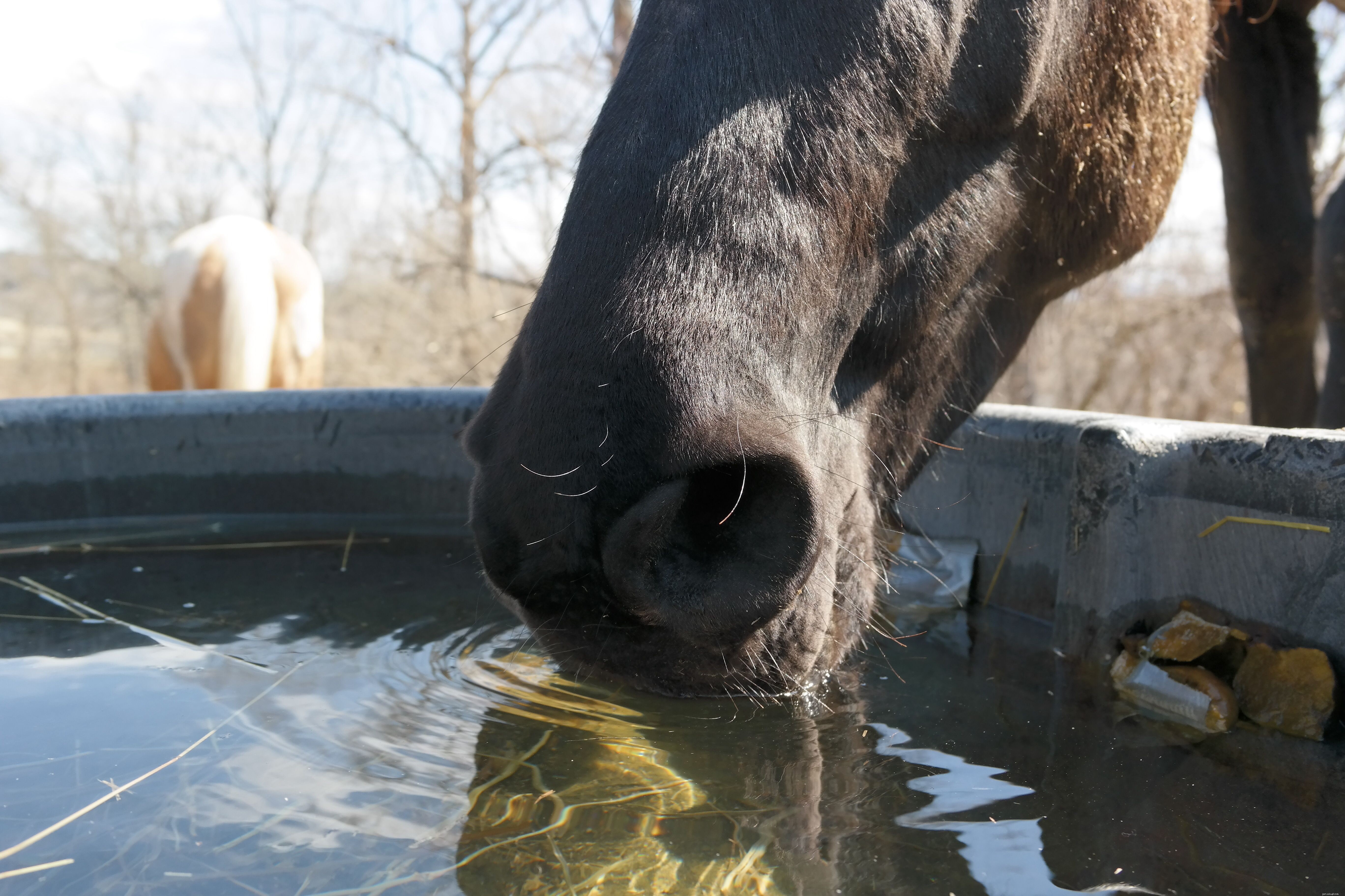 10 Horse Feeding Mistakes You Must Avoid