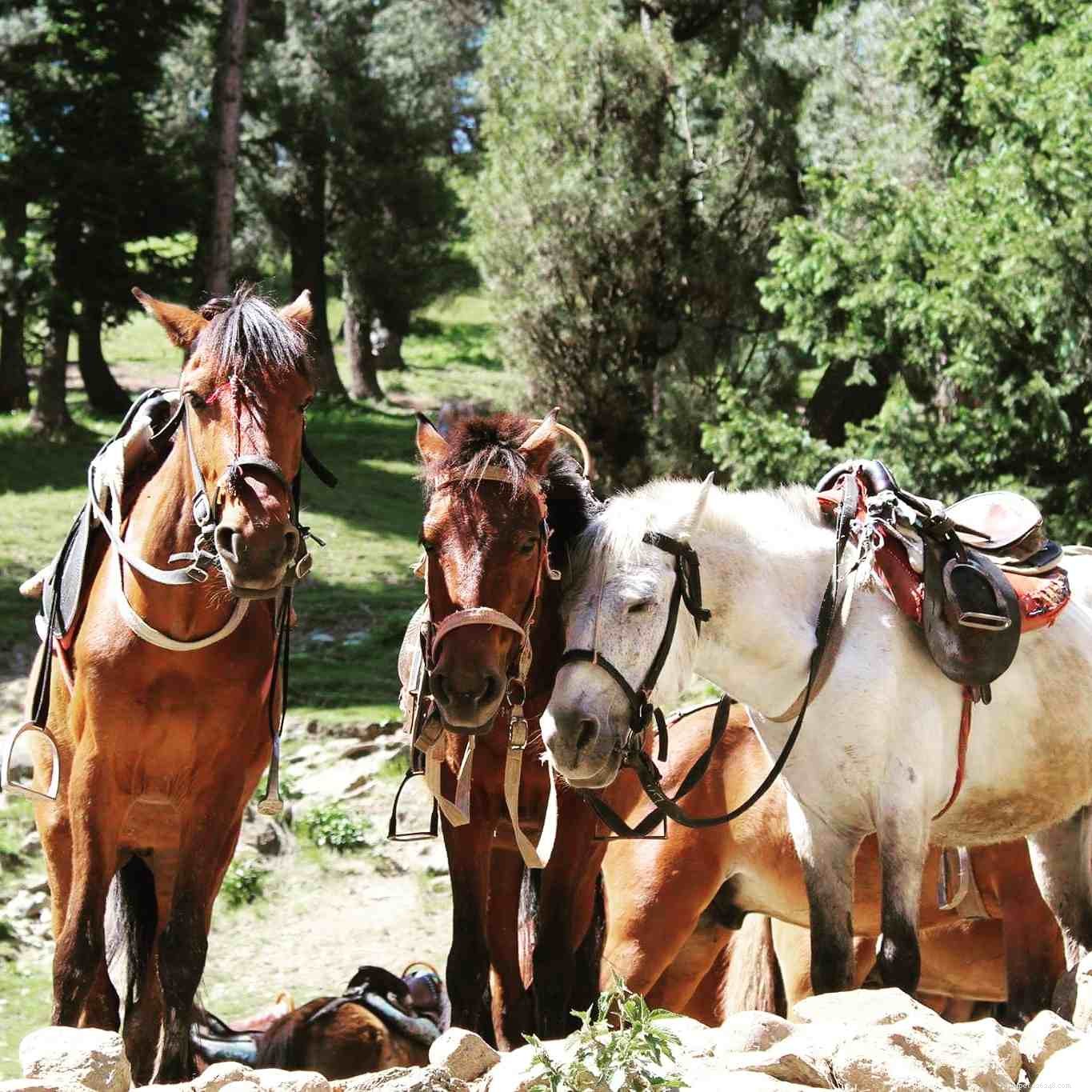 10 Rookie Mistakes First-Time Horse Riders Must Avoid