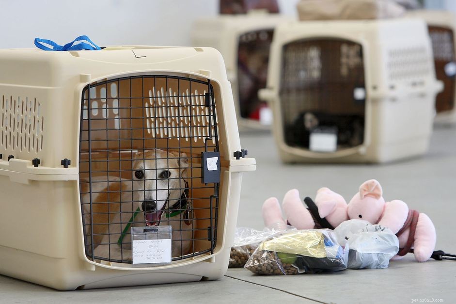 Guide to International Travel with Your Dog: Secure, Stress‑Free Pet Journeys