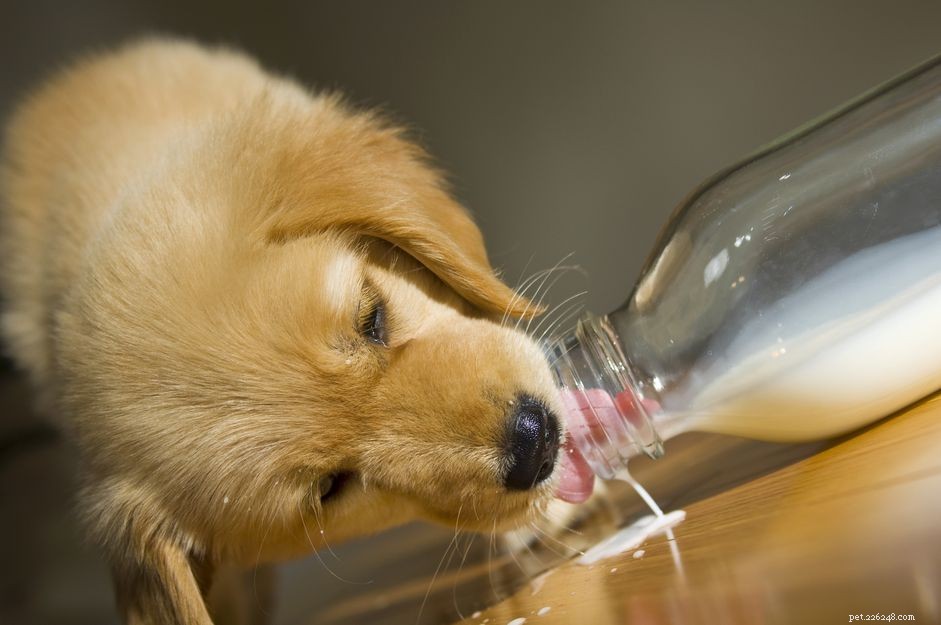 Can Dogs Safely Drink Milk? What You Need to Know