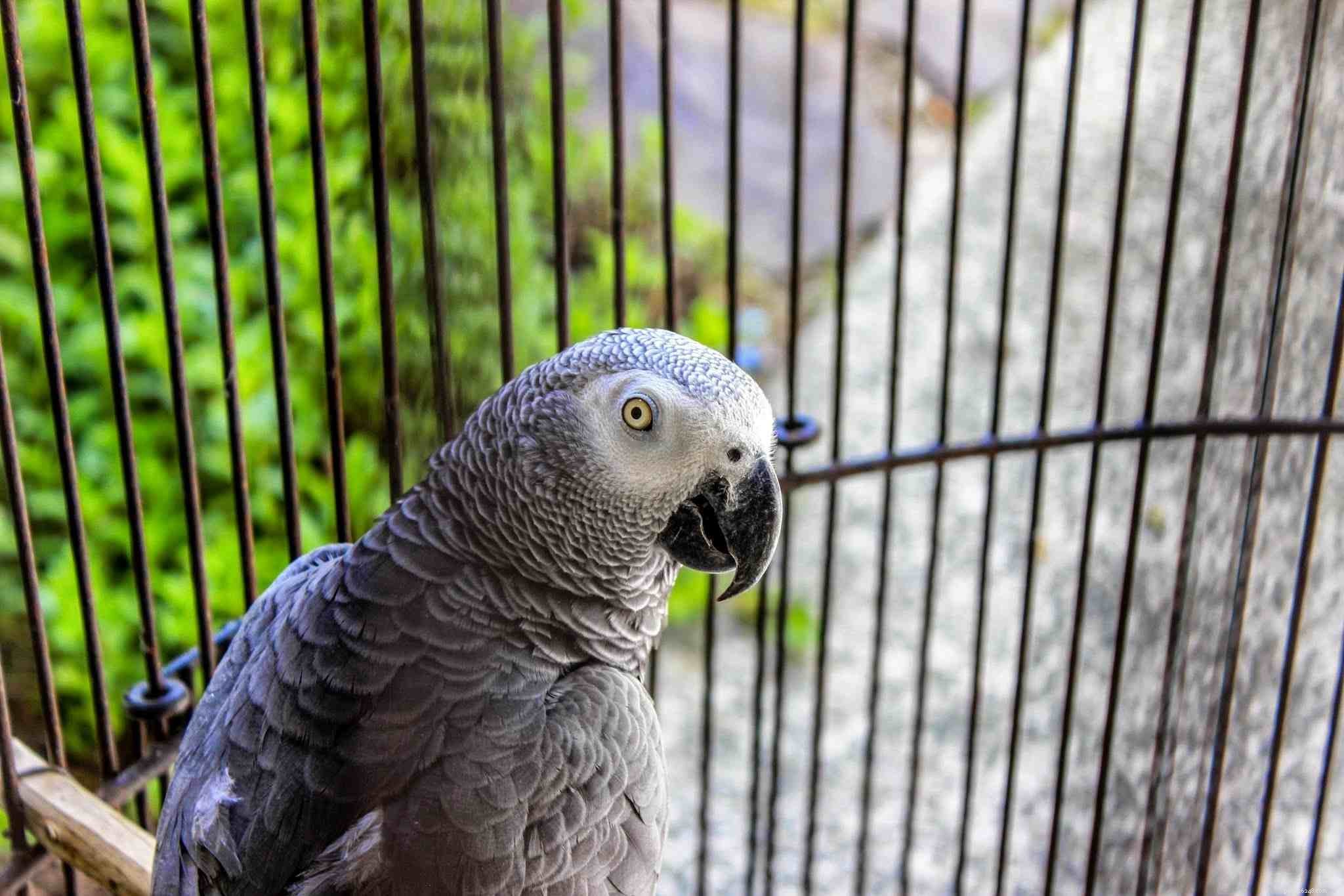 Top 5 Large Parrots for Pet Owners: A Trusted Guide