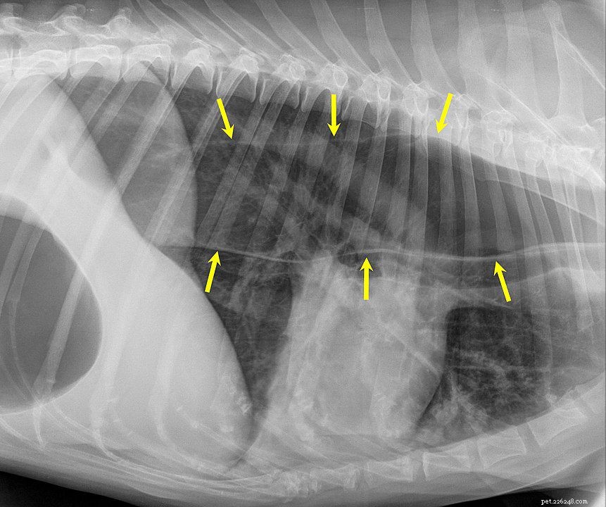 Megaesophagus in Dogs: Causes, Symptoms, and Care Tips