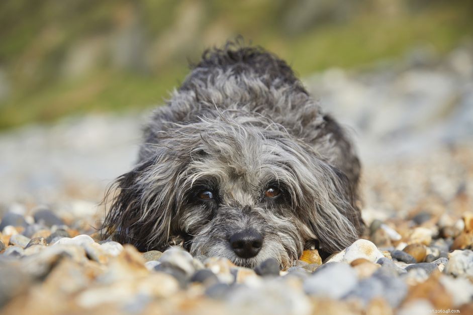 Megaesophagus in Dogs: Causes, Symptoms, and Care Tips