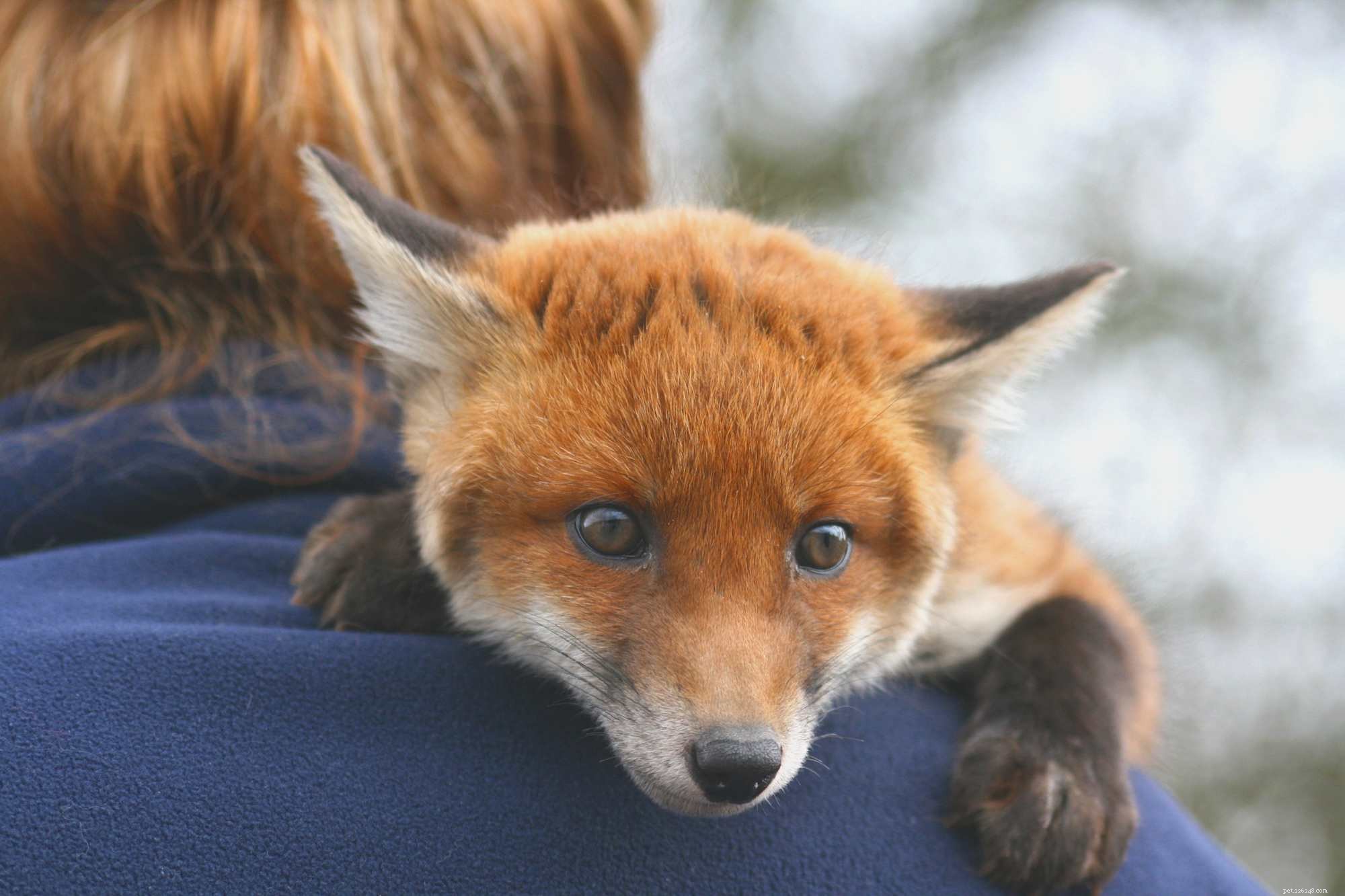 Top Fox Species for Pet Ownership: Care, Training, and Family Compatibility