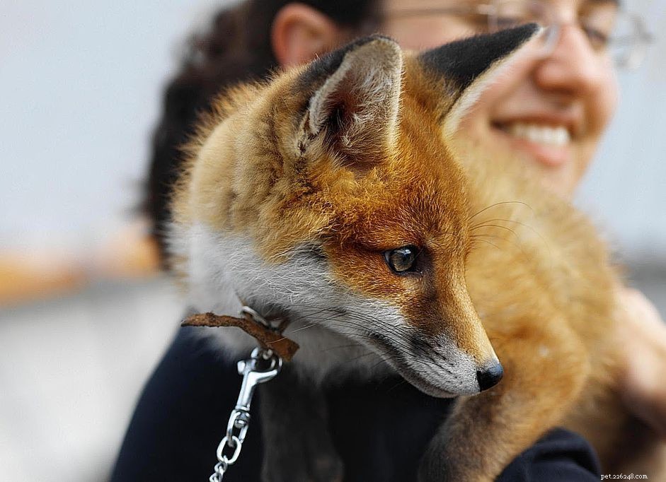 Top Fox Species for Pet Ownership: Care, Training, and Family Compatibility