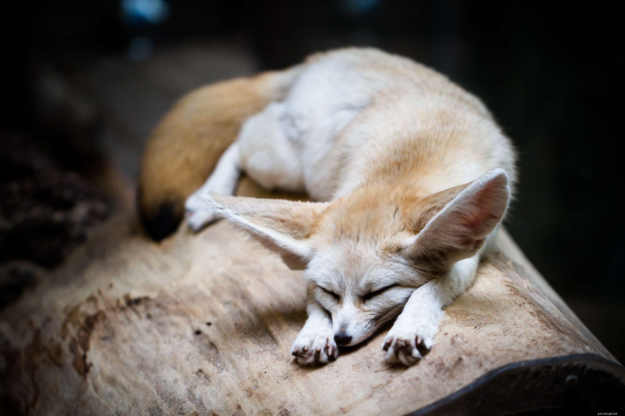Top Fox Species for Pet Ownership: Care, Training, and Family Compatibility