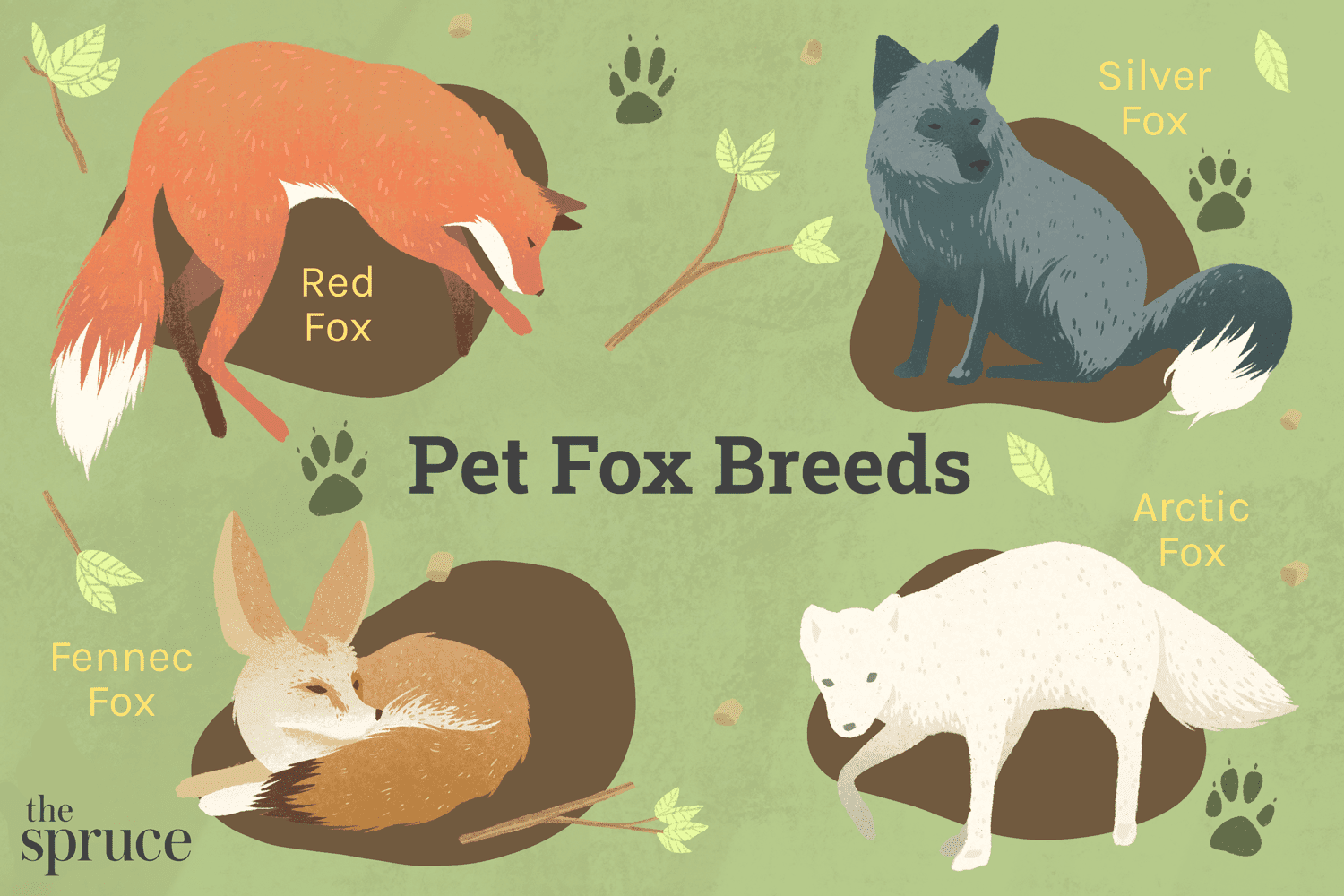 Top Fox Species for Pet Ownership: Care, Training, and Family Compatibility
