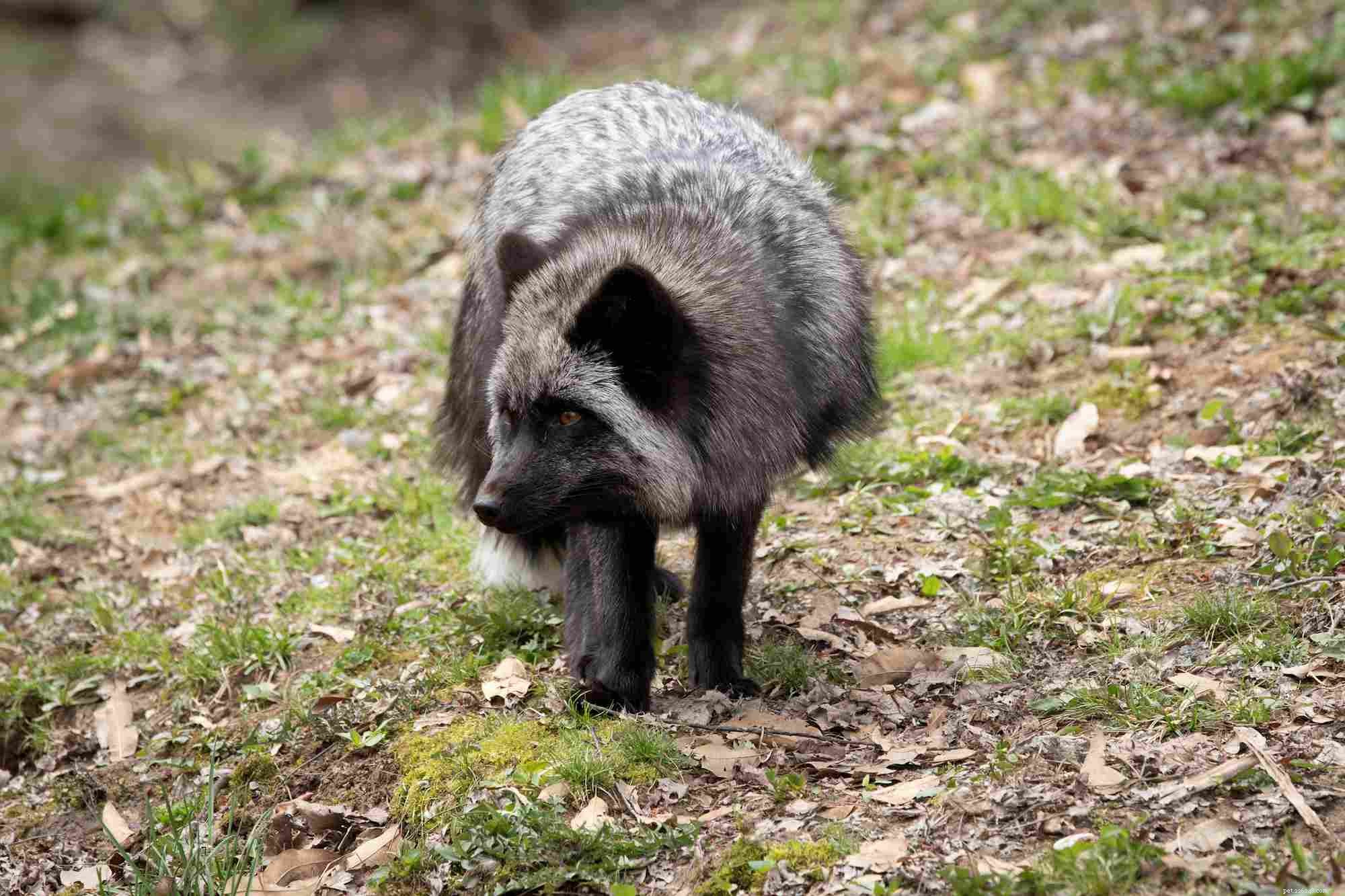 Top Fox Species for Pet Ownership: Care, Training, and Family Compatibility