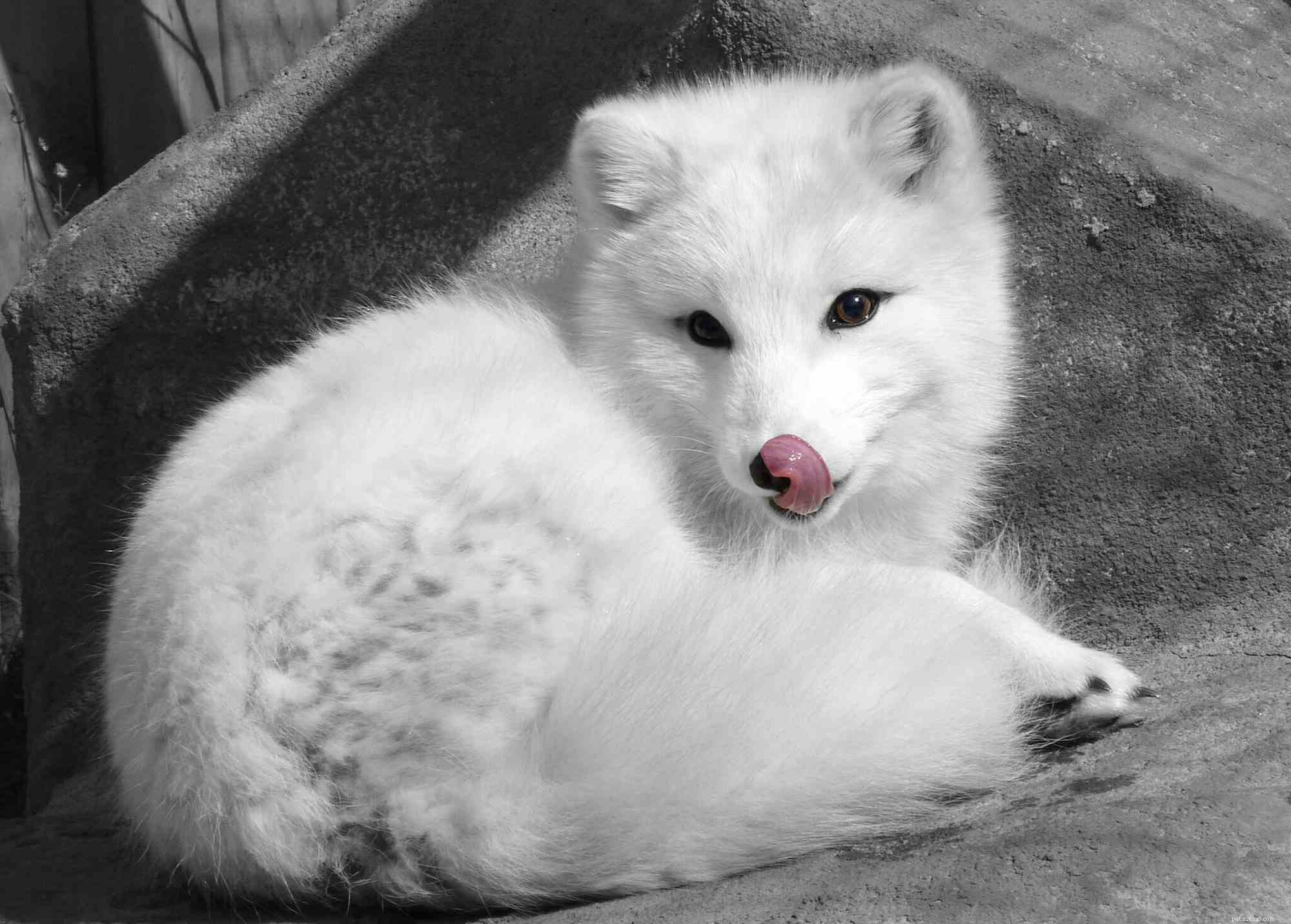 Top Fox Species for Pet Ownership: Care, Training, and Family Compatibility