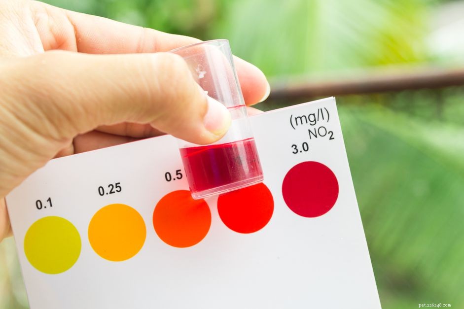 Preventing Nitrite Poisoning in Aquarium Fish: A Practical Guide