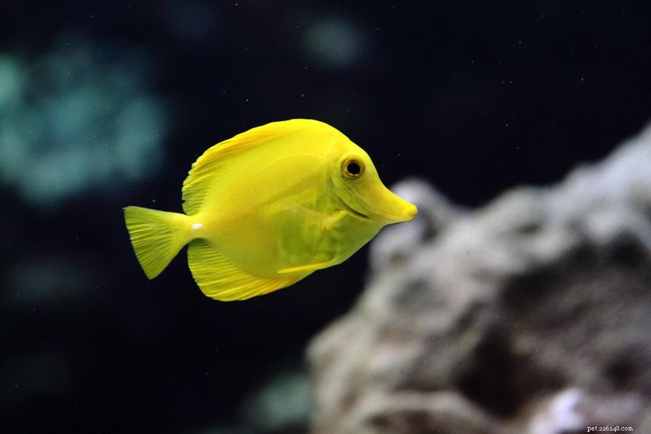 Yellow Tang (Acanthurus nigrofuscus): Bright, Popular Reef Fish