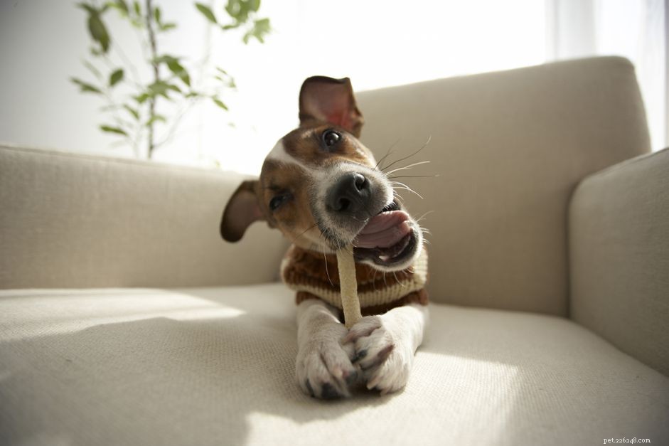 Choosing the Best Chews for Your Dog: Safe, Durable, and Boredom‑Busting