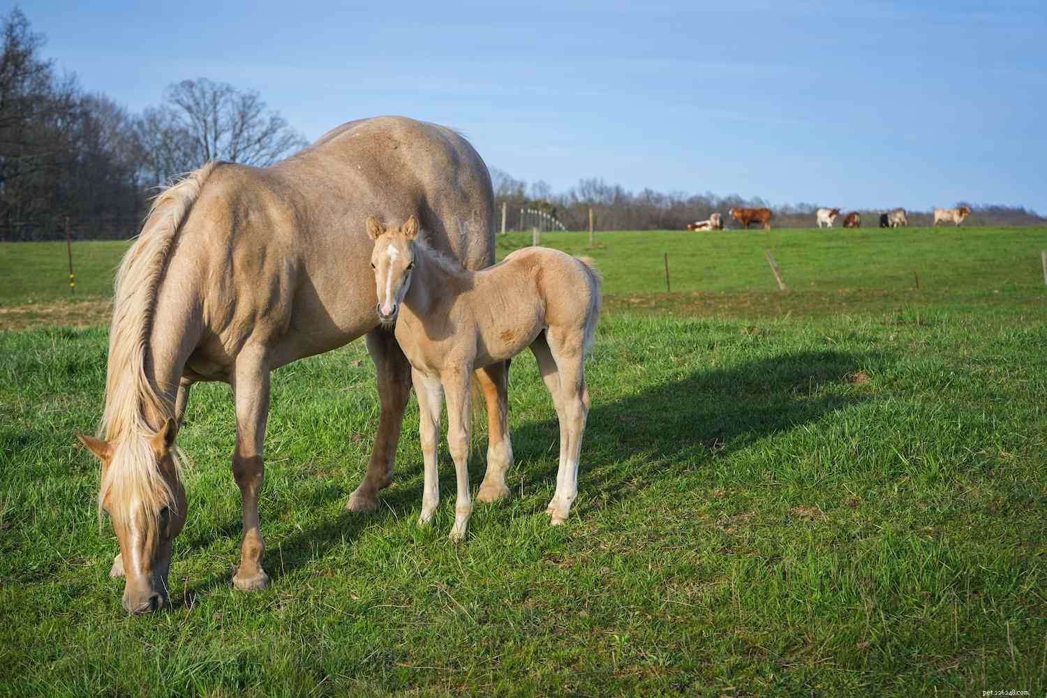 American Quarter Horse: Versatile Heritage & Performance Breed Profile