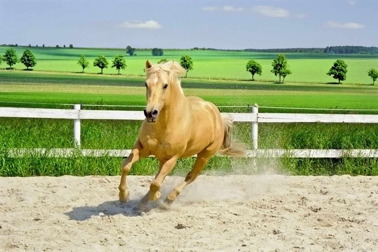 American Quarter Horse: Versatile Heritage & Performance Breed Profile