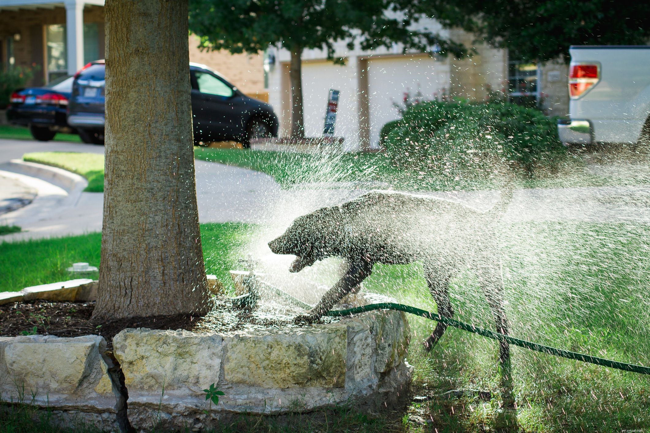 Keep Your Dog Cool: Essential Tips for Safe Summer Play
