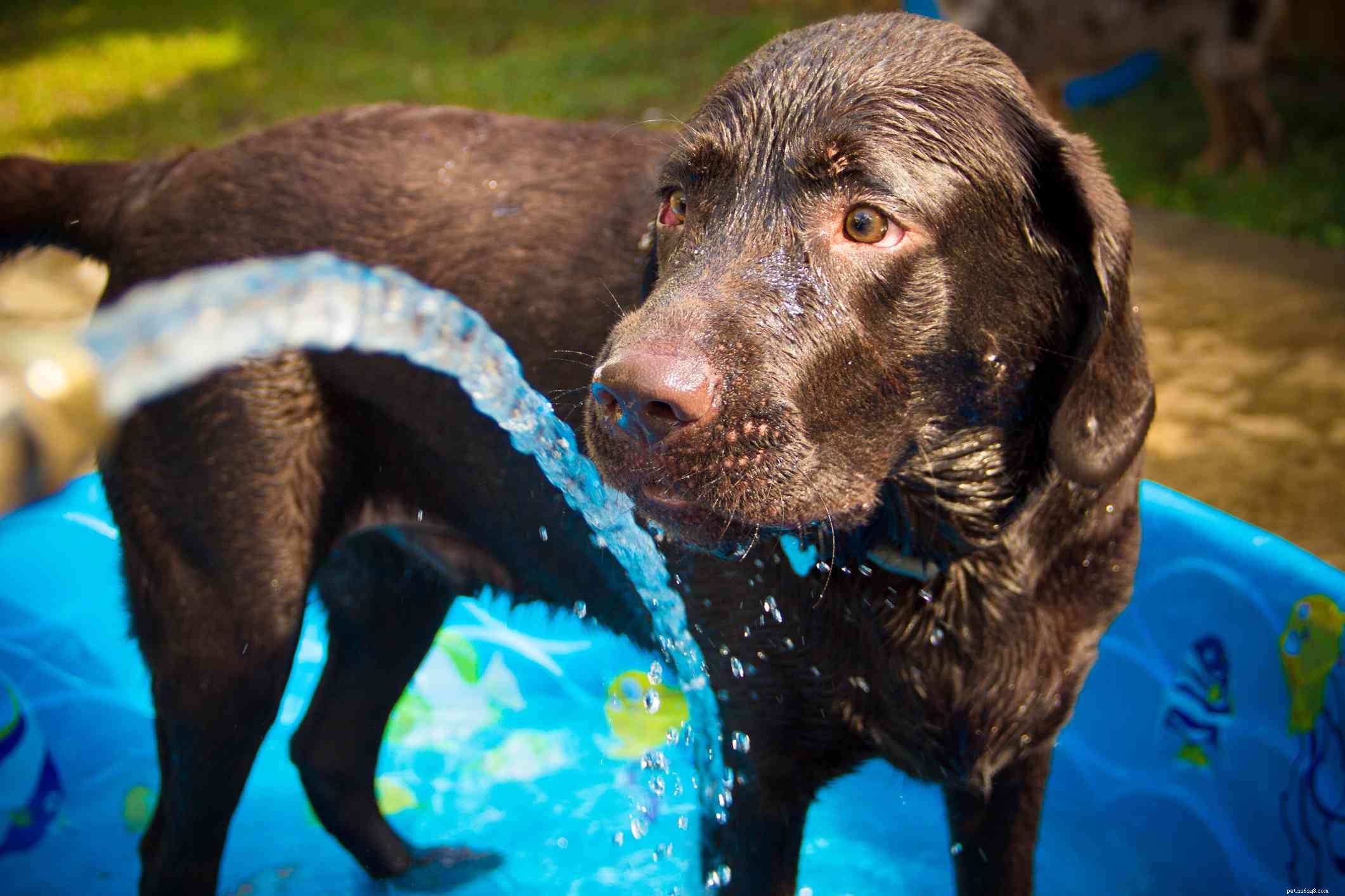 Keep Your Dog Cool: Essential Tips for Safe Summer Play