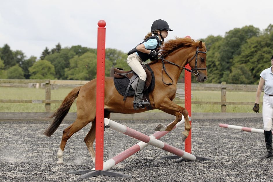 Horse Schooling 101: Training Tips for Riders & Competitions