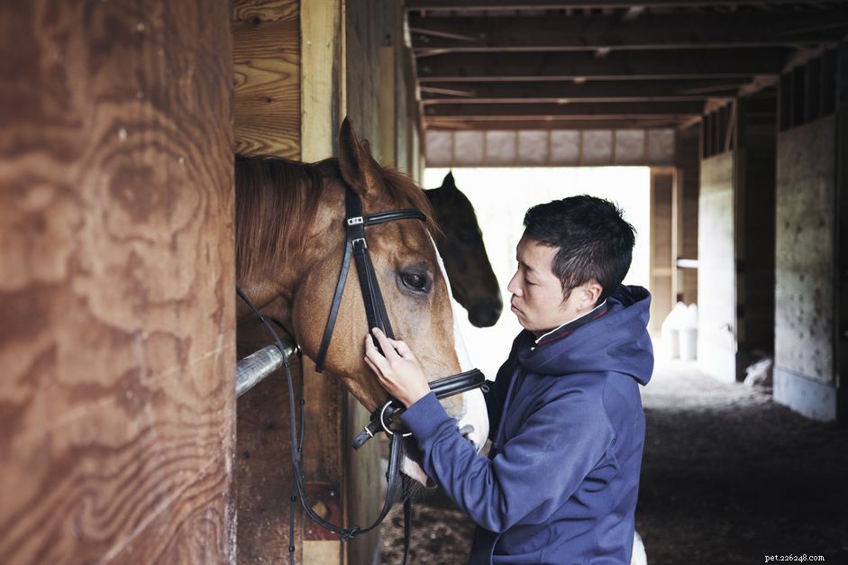Understanding Sudden Equine Death: Common Causes & Prevention